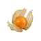 Иконка Фізаліс