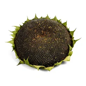 Соняшник - Фото 1