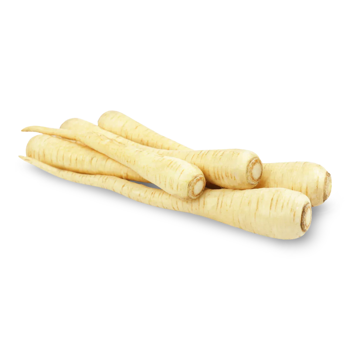 Корінь пастернака - Фото 1