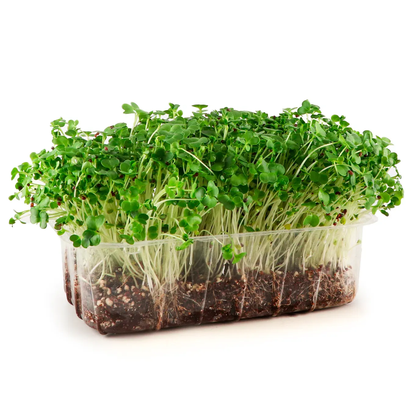 Броколі у зростаючому вигляді - Фото 1