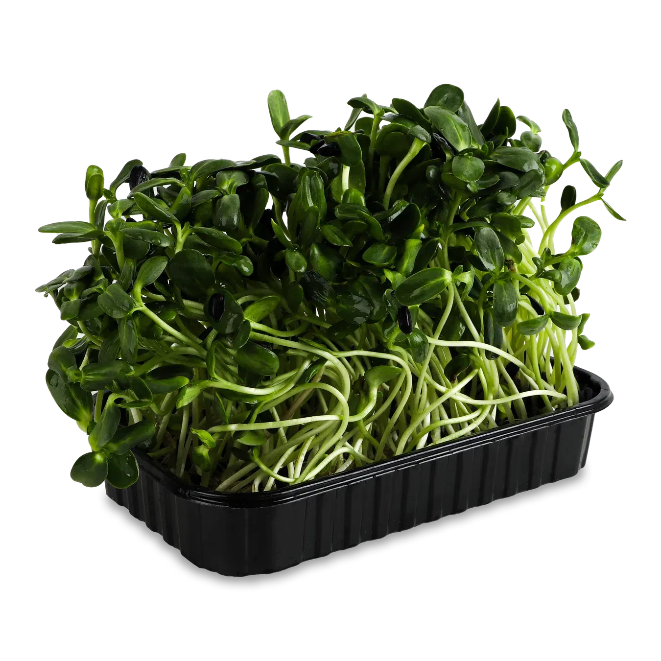 Мікрозелень Зелений Шеф Соняшник зростаюча - Фото 1