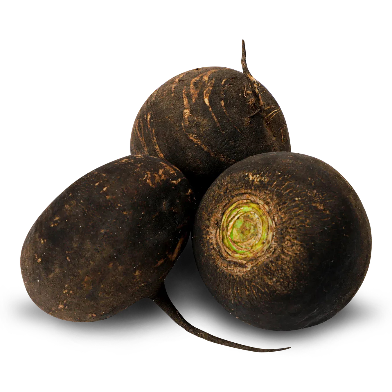 Редька чорна - Фото 1