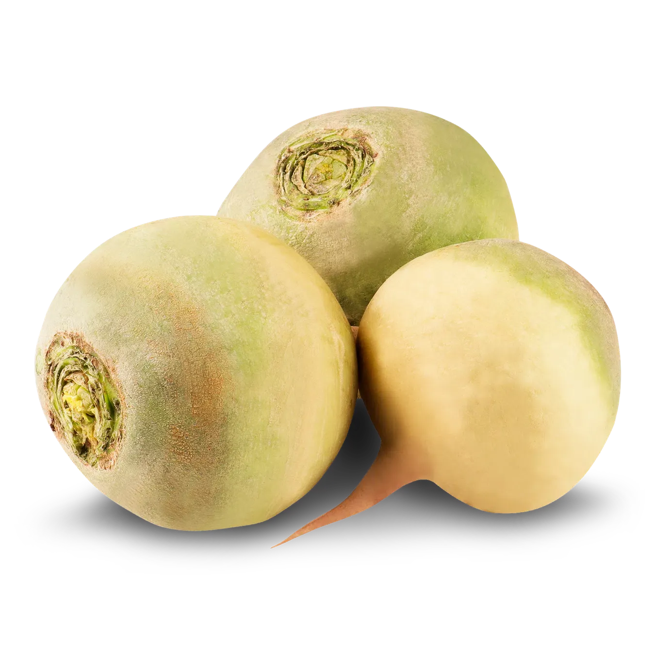 Редька салатна - Фото 1