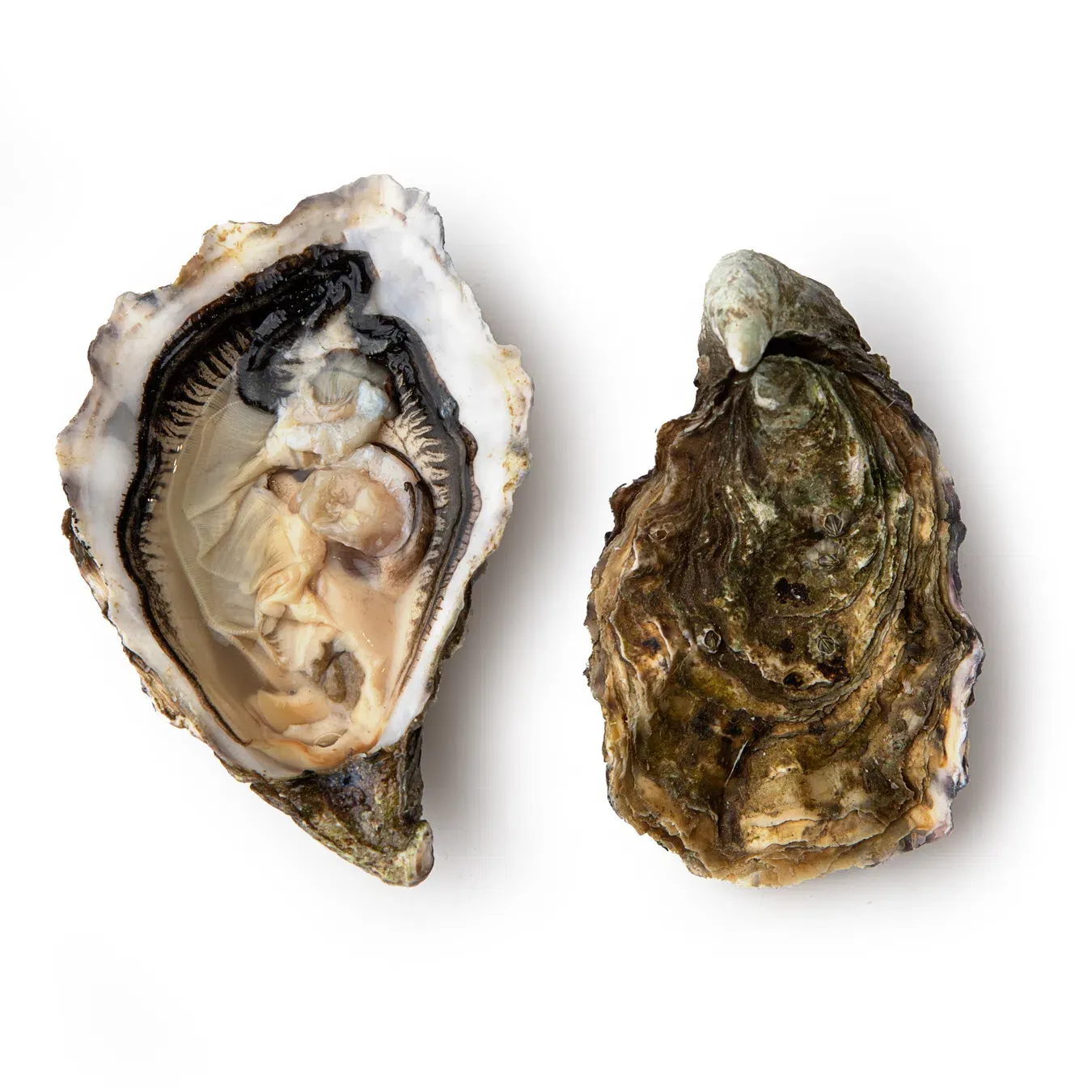 Устриця Сантінель №1 - Фото 1