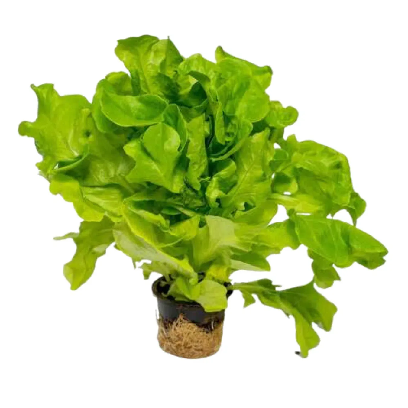 Салат зелений Galicia Greenery «Дубок» - Фото 1