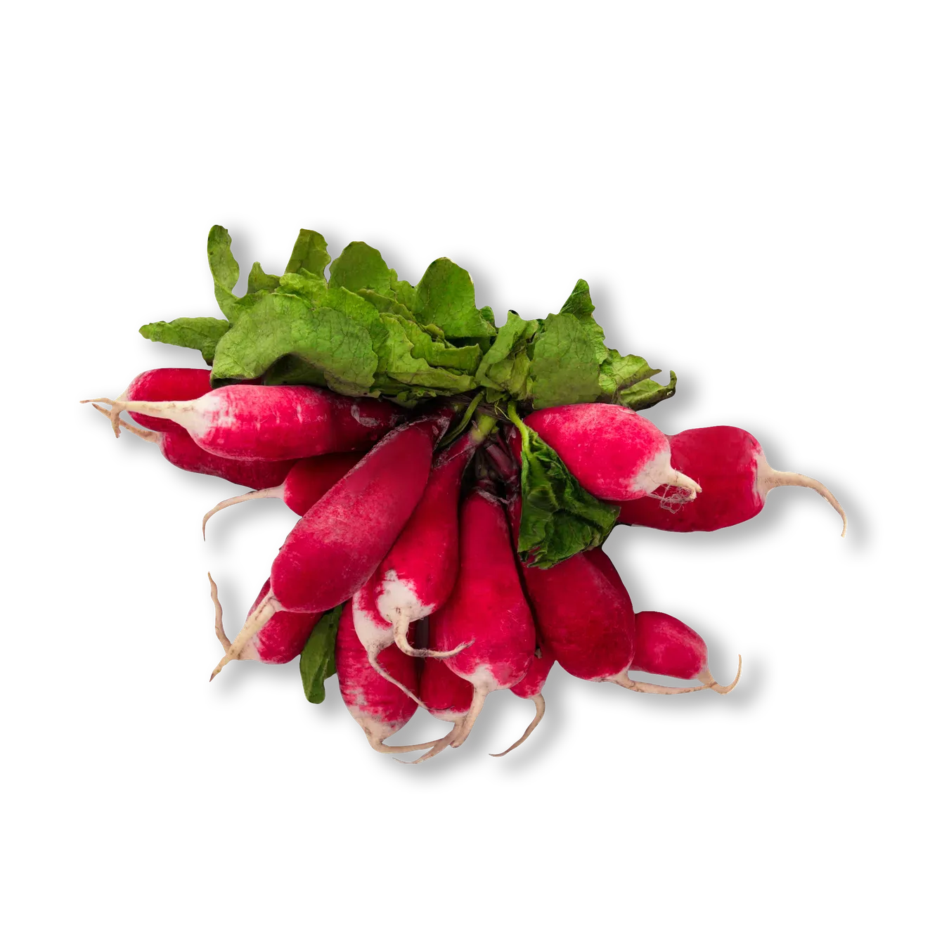 Редиска «Французький сніданок», пучок - Фото 1