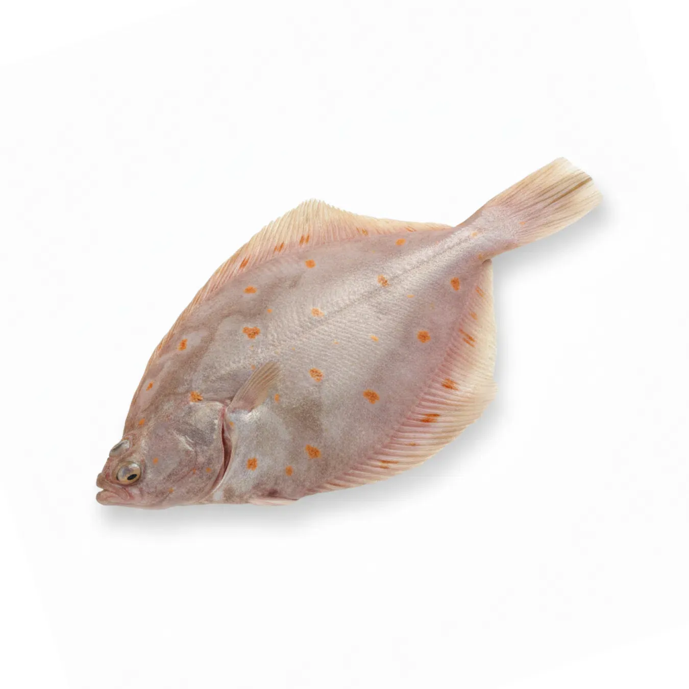 Камбала Плейс охолоджена - Фото 1