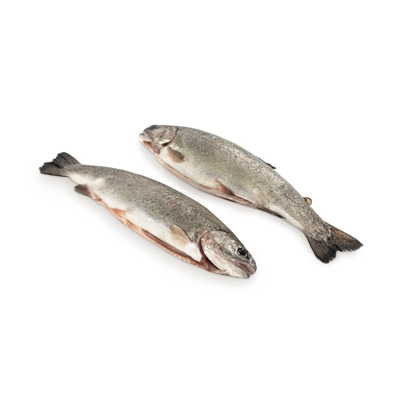 Форель охолоджена 2-6 кг - Фото 1