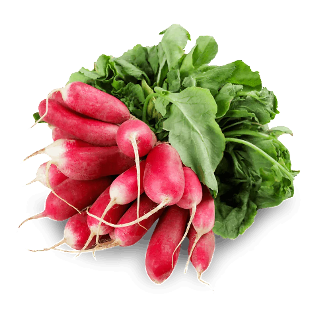 Редиска Пальчики пучок - Фото 1
