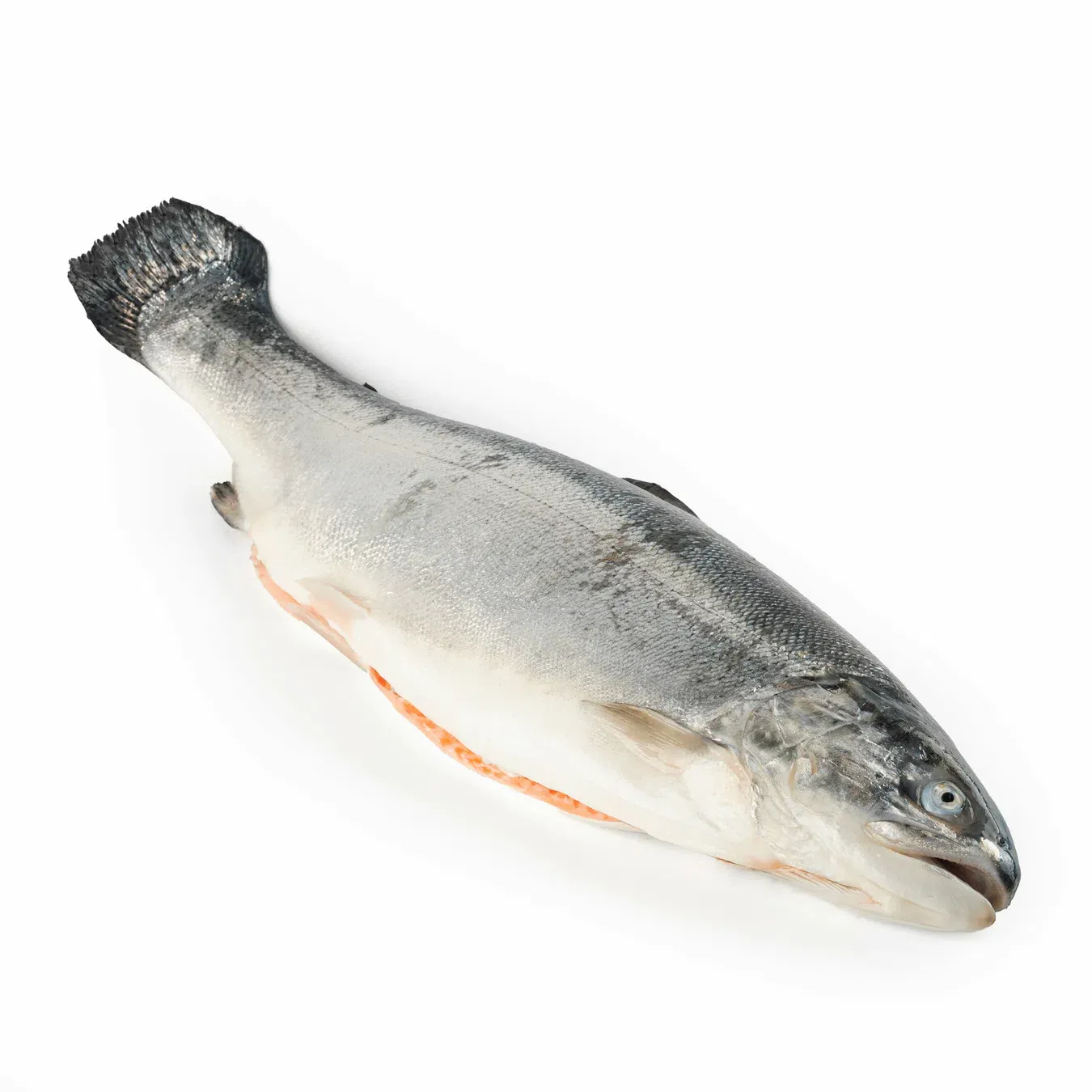 Сьомга (лосось) 4–12 кг охолоджена - Фото 1