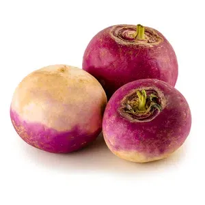 Редиска Фіолетова - Фото 1