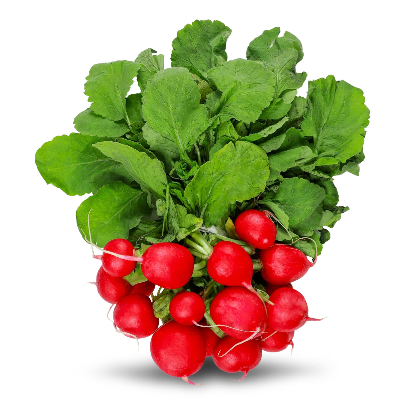 Редиска пучок - Фото 1