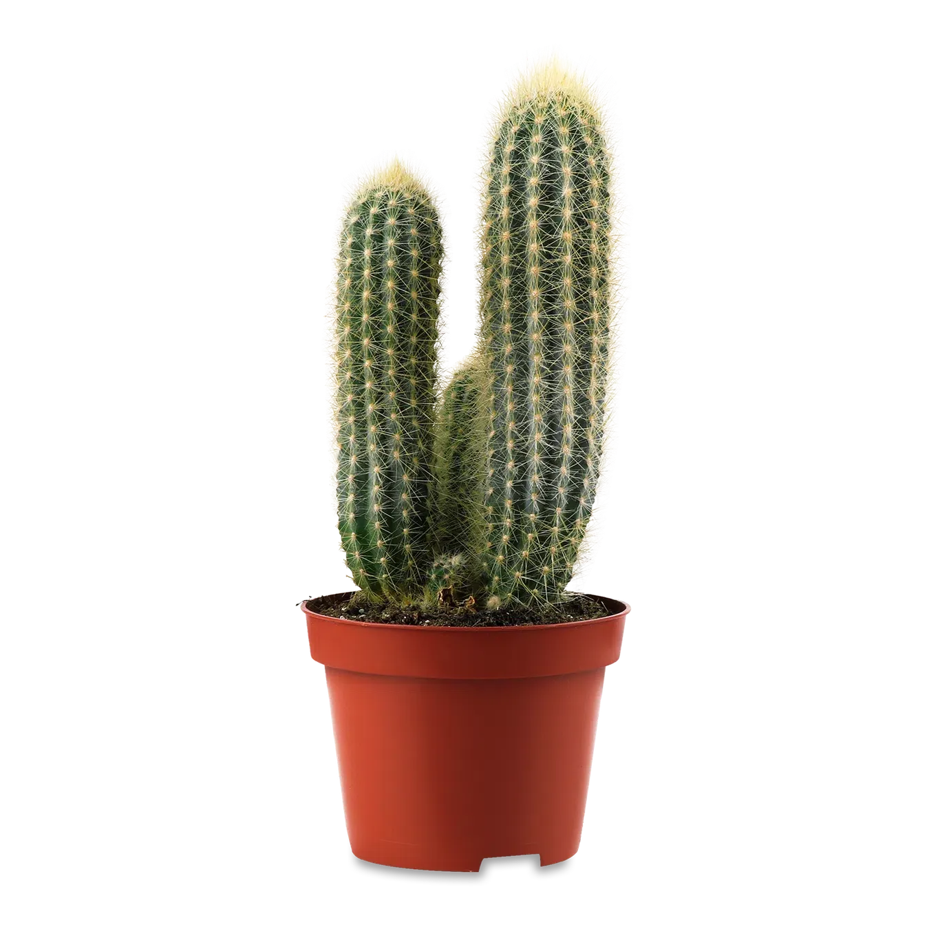 Кактус Мікс 10 см - Фото 1