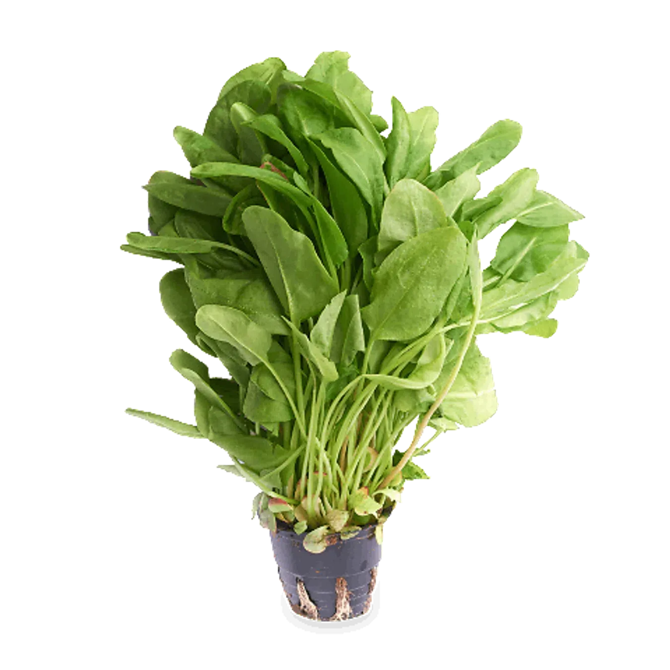 Щавель свіжий в торфі - Фото 1