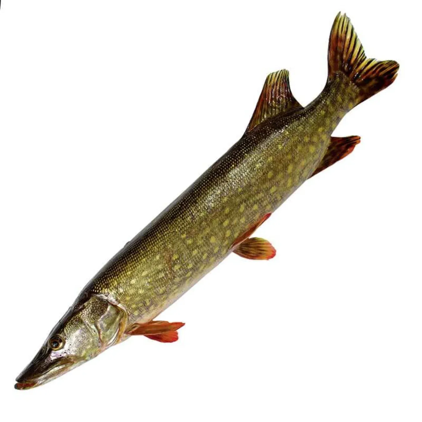 Щука жива - Фото 1