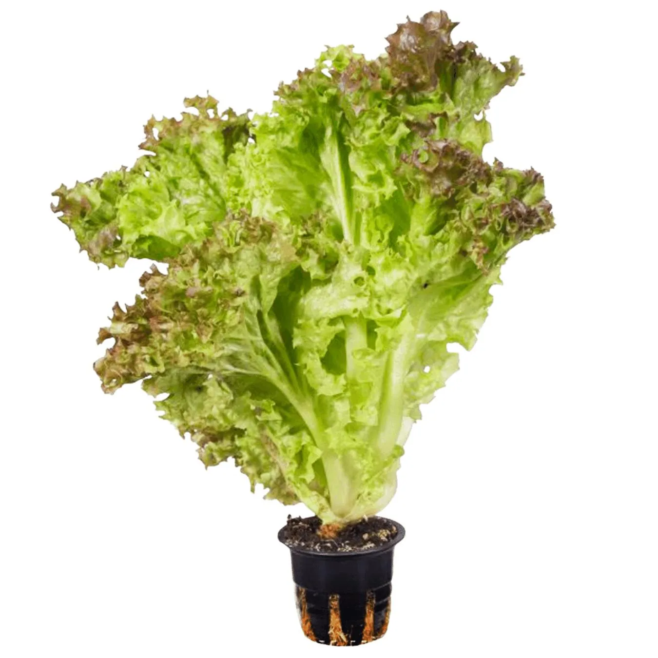 Салат Гурман листовий в горщику, шт - Фото 1