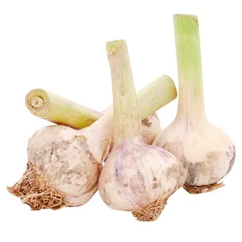 Часник молодий - Фото 1