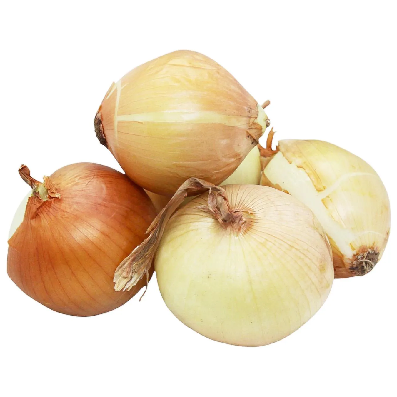 Цибуля Ріпчаста - Фото 3