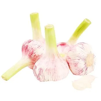 Часник молодий ваговий - Фото 1