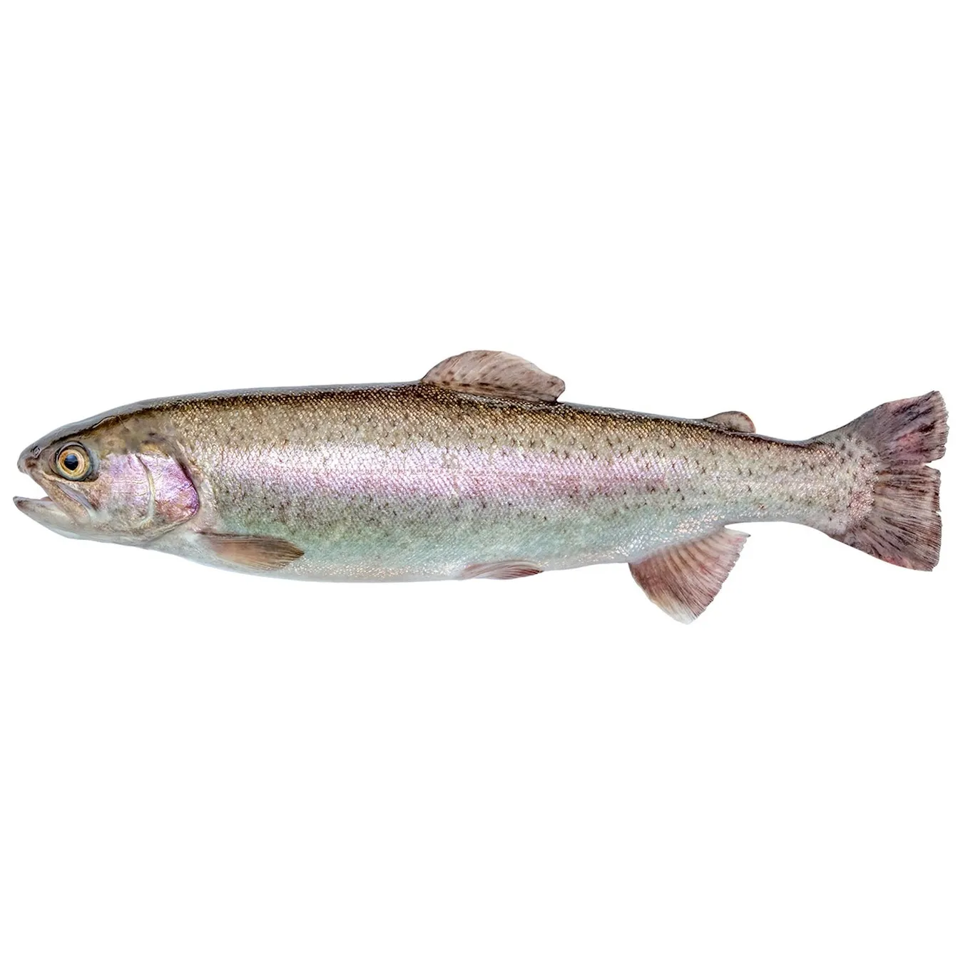 Форель жива річкова - Фото 1