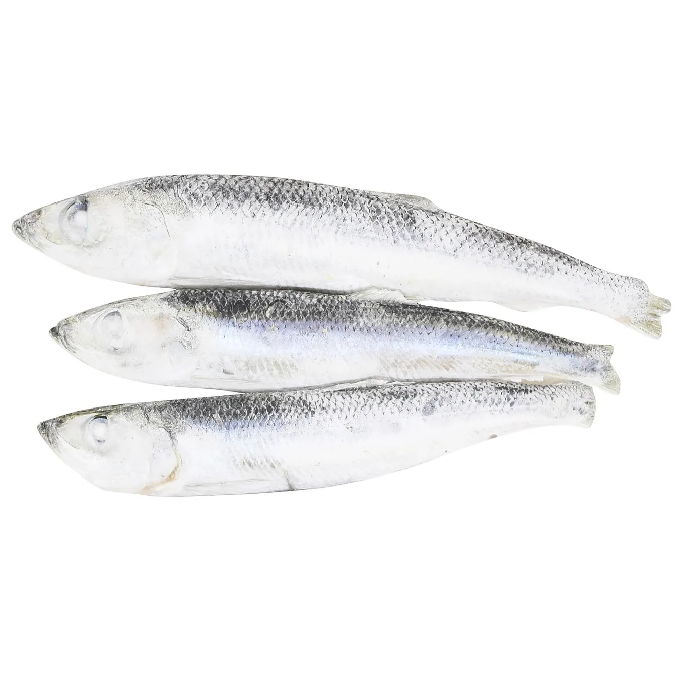 Салака свіжоморожена вагова - Фото 1