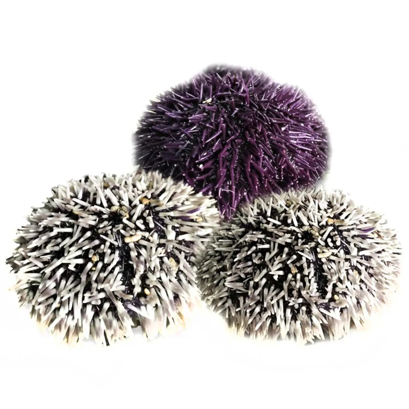 Їжак морський - Фото 1