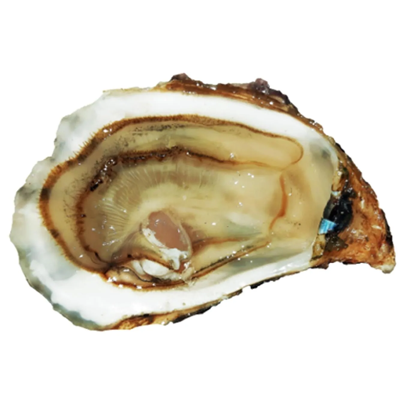 Устриця Афродіта №3 набір 12шт - Фото 1