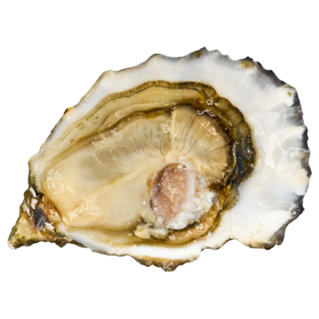 Устриця Д'Аржан срібна №4 набір 6шт - Фото 1