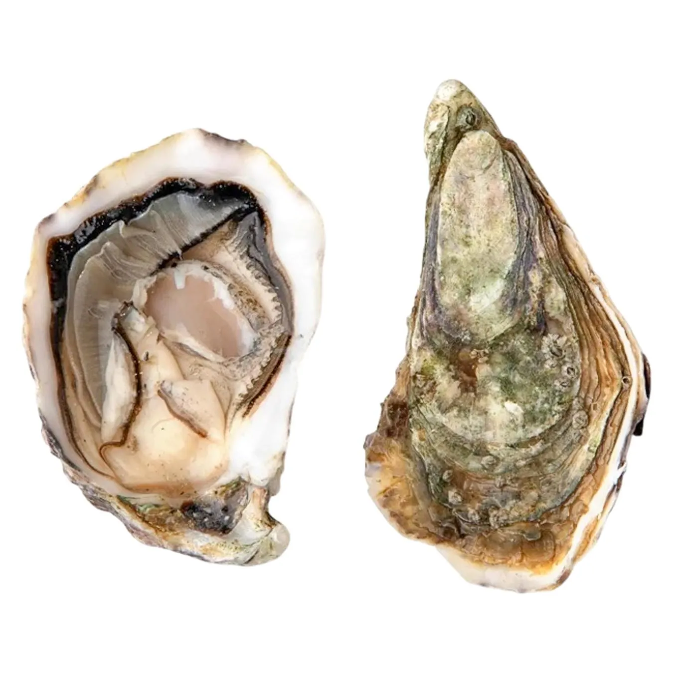 Устриця Фін де клер №4 набір 6 шт - Фото 1