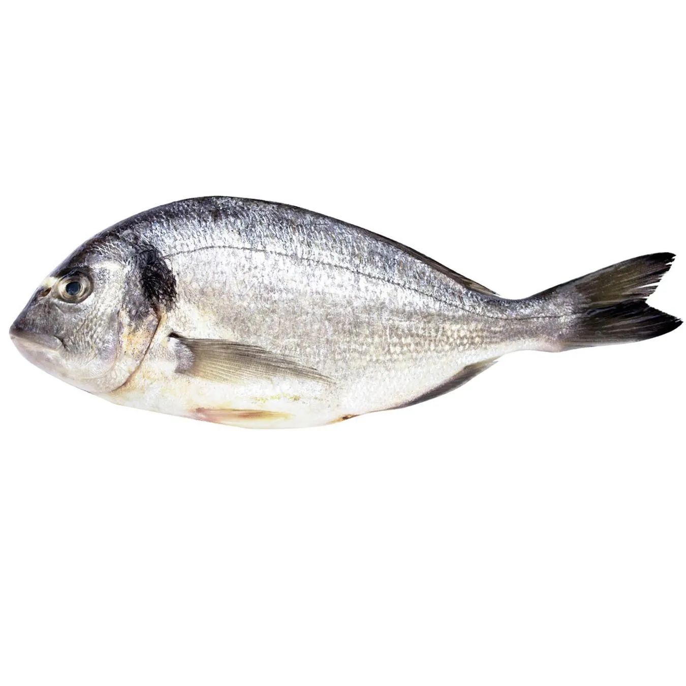 Дорада 300/450 LR охол, Label Rouge - Фото 1