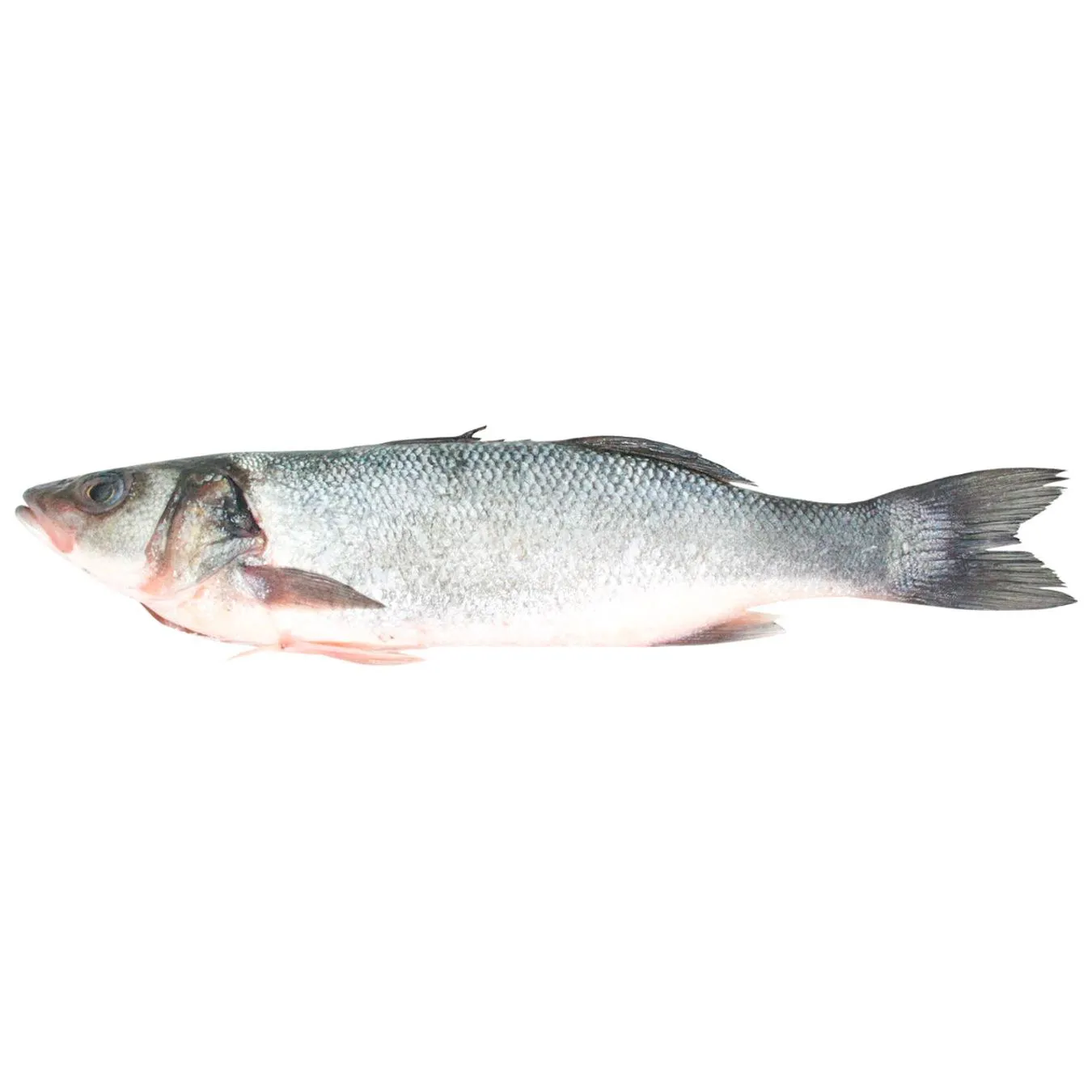 Сібас 300/450 LR охол, Label Rouge - Фото 1