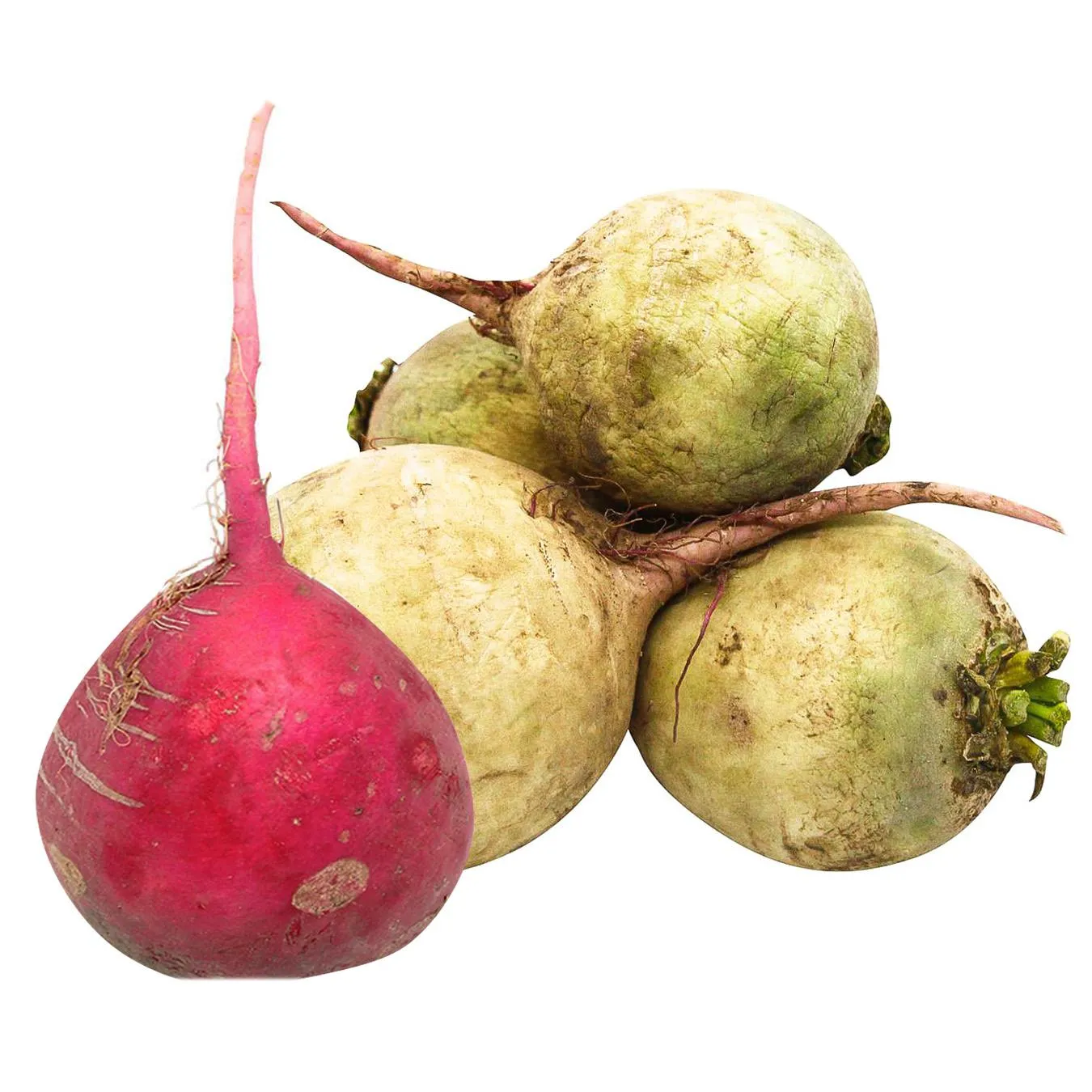 Редька - Фото 1