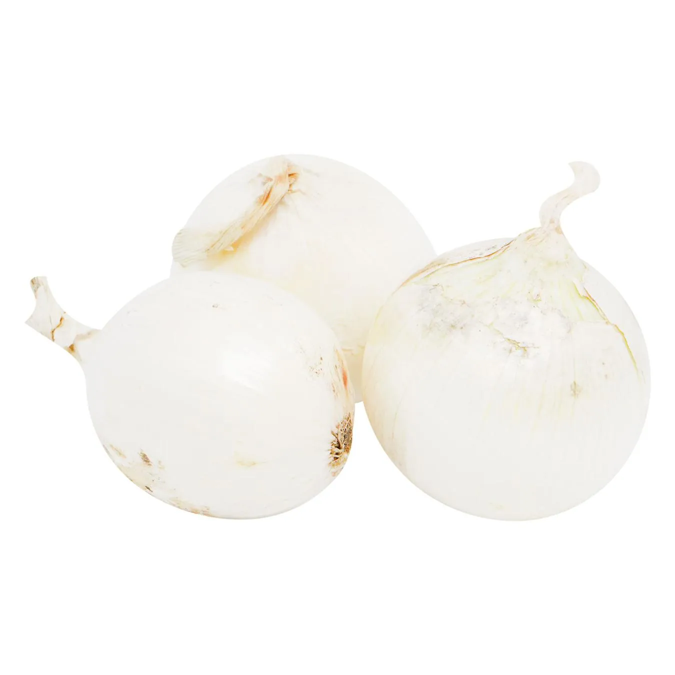 Цибуля біла - Фото 5