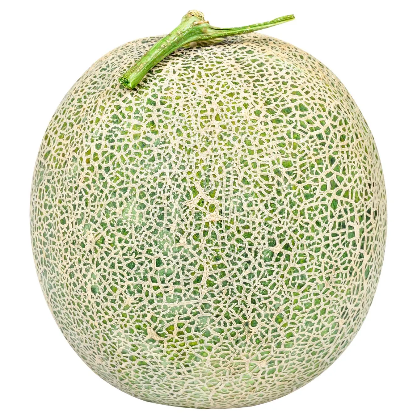 Диня Канта імпорт - Фото 3