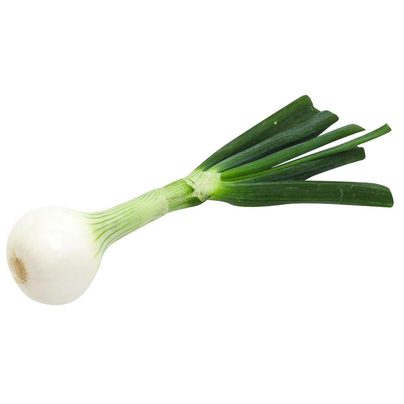 Цибуля стерлинг біла імпорт - Фото 1