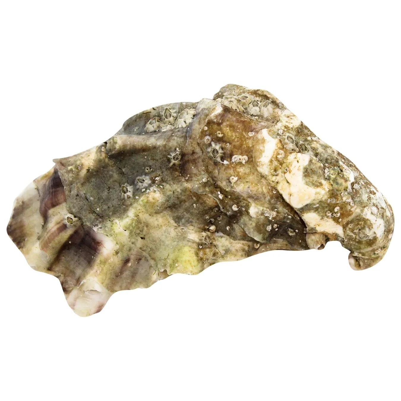 Устриця Фін де Клер №3 - Фото 1