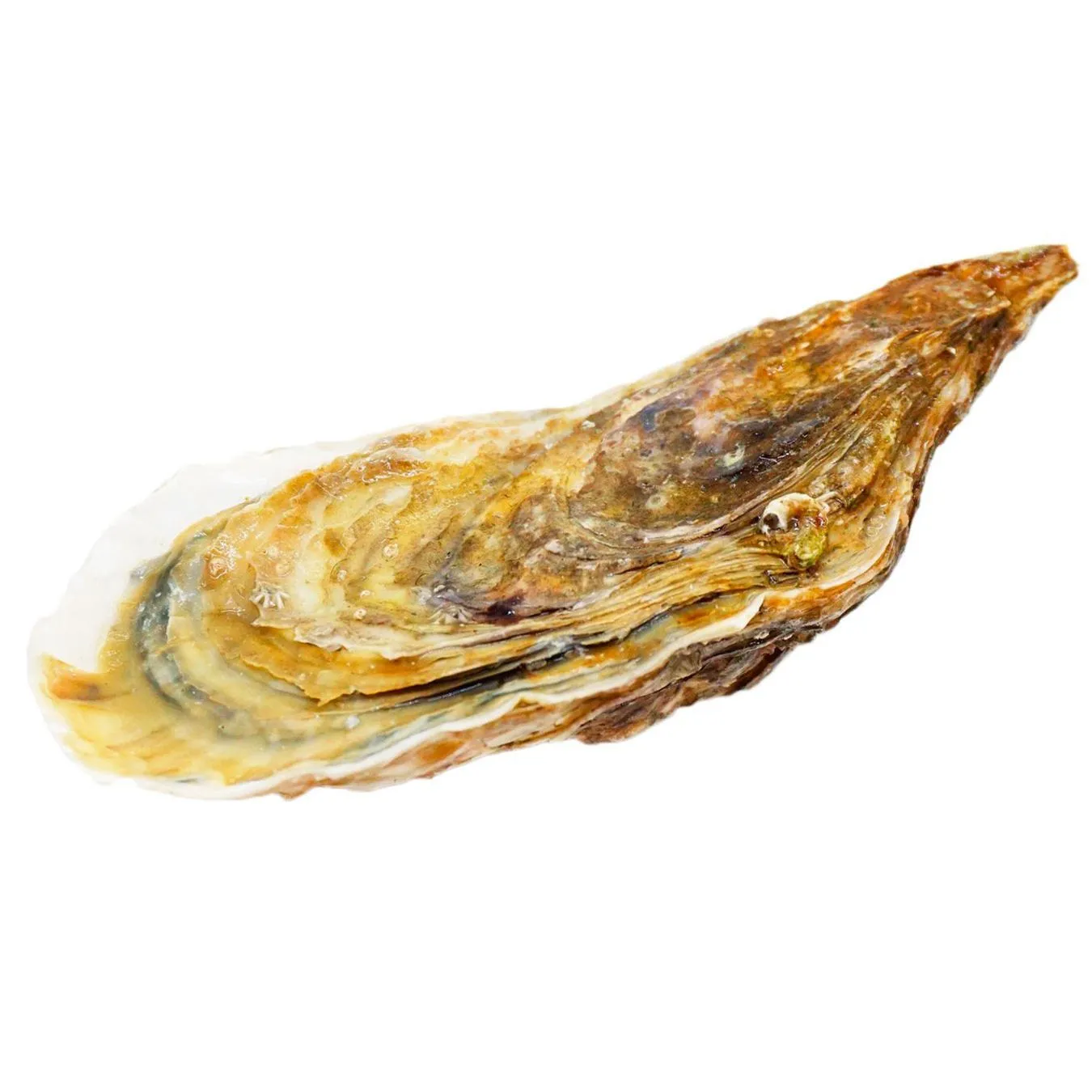 Устриця Фін де Британія №3 - Фото 1