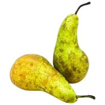 Груша Конференція - Фото 3