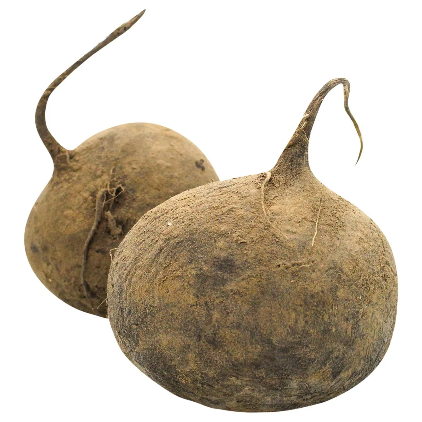 Редька чорна - Фото 4