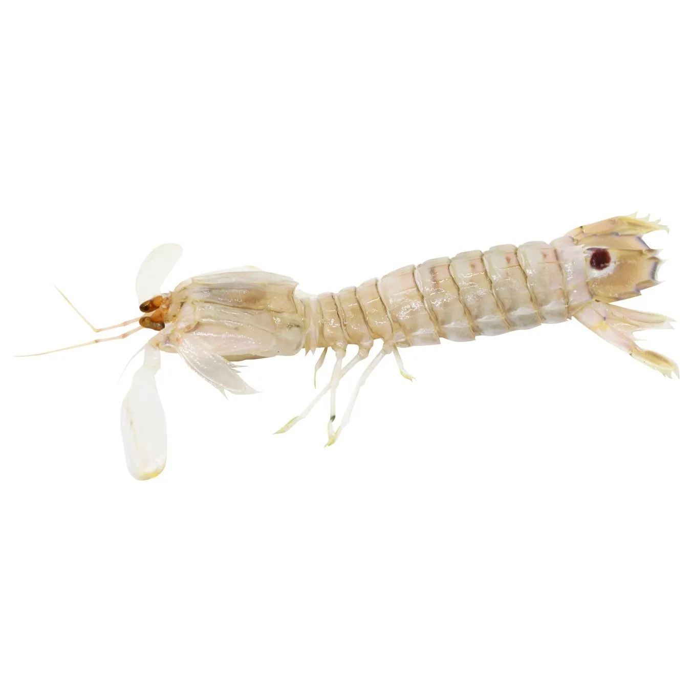 Рак-богомол - Фото 1