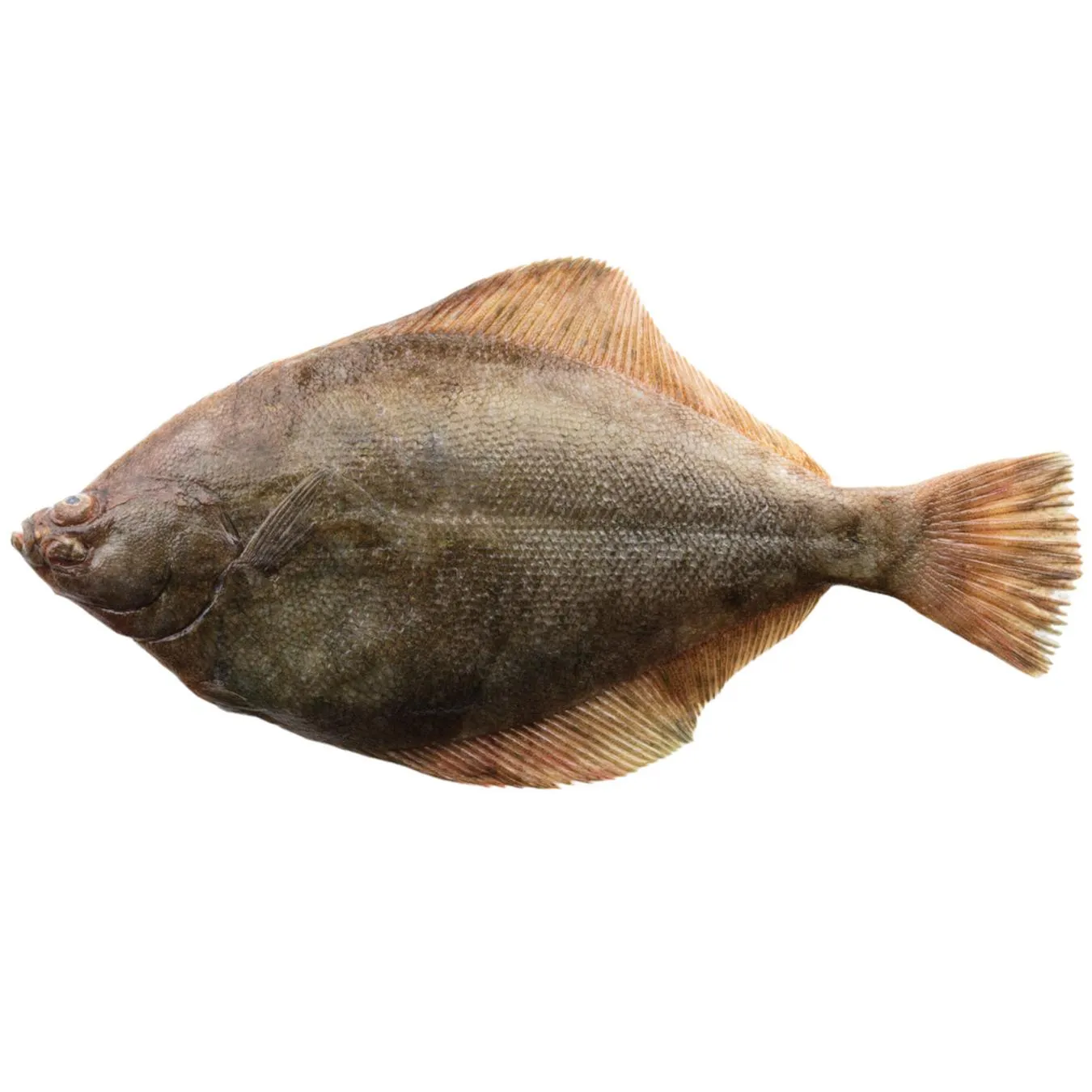 Камбала 300-400г - Фото 1