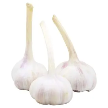 Часник молодий - Фото 6